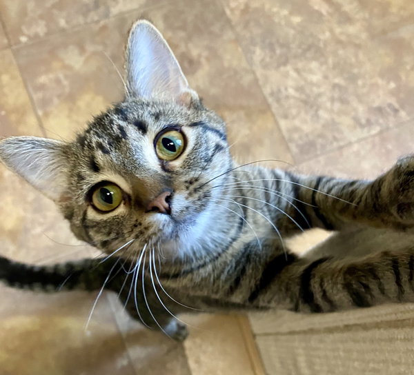 Tia
