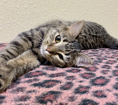 picture of the cat needing adoption