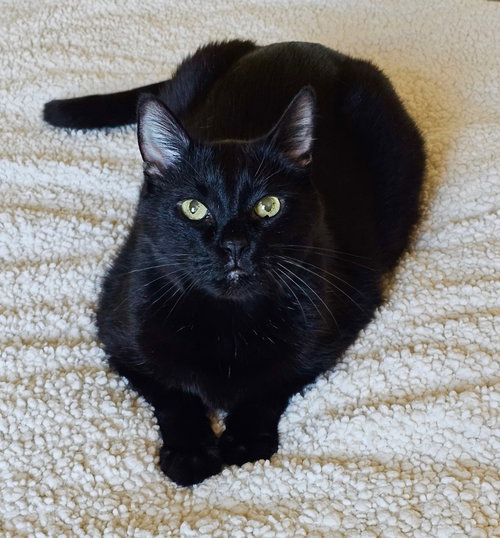 picture of the cat needing adoption