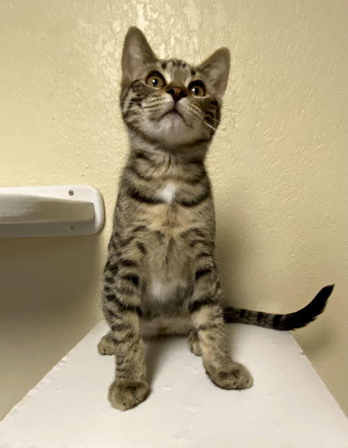 picture of the cat needing adoption