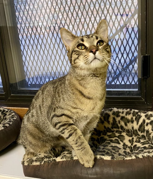 Chonk, an adoptable Domestic Short Hair in Fargo, ND