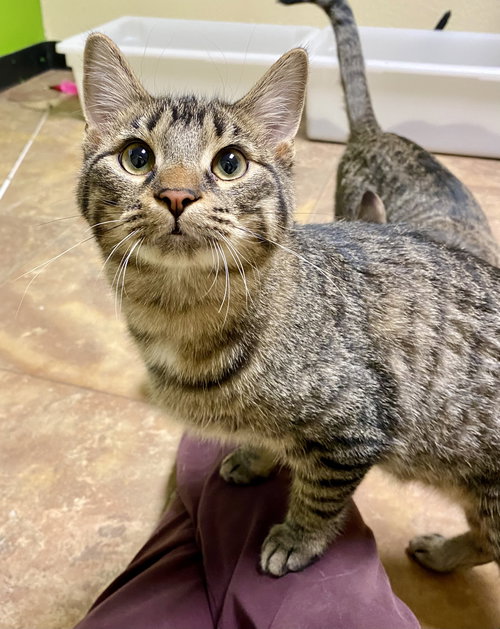picture of the cat needing adoption