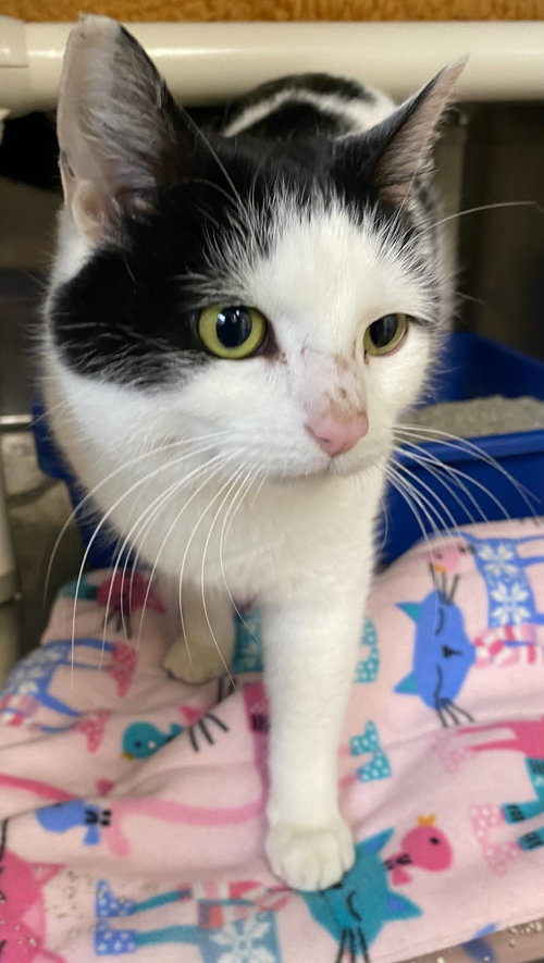 picture of the cat needing adoption