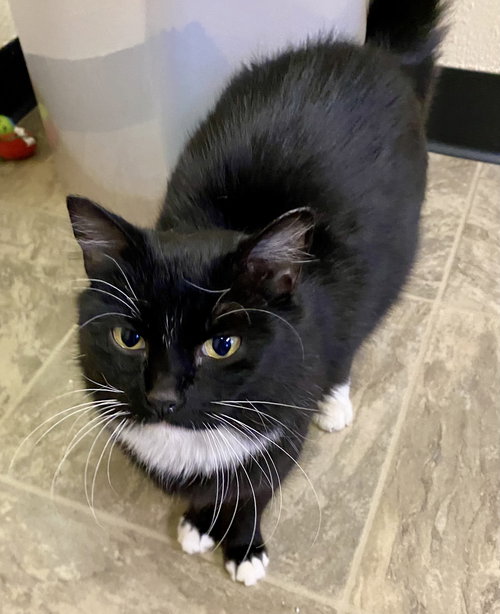 picture of the cat needing adoption