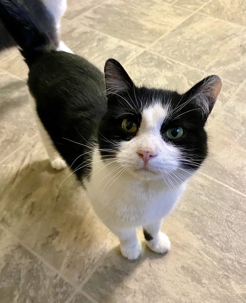 picture of the cat needing adoption