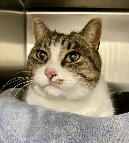 picture of the cat needing adoption