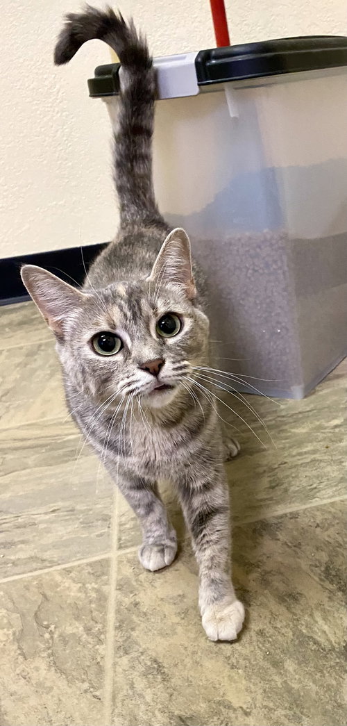 picture of the cat needing adoption