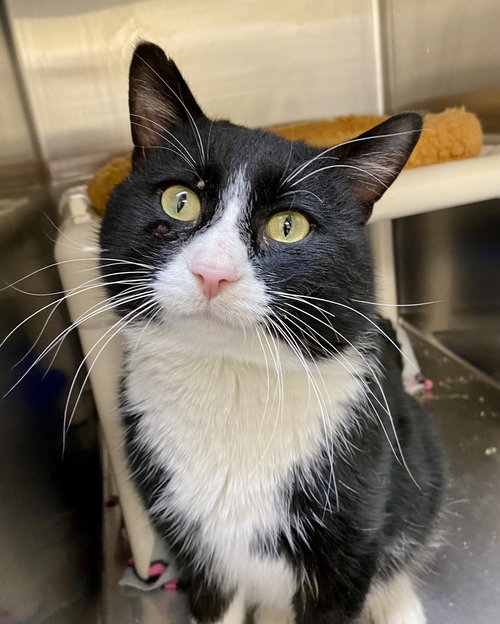 picture of the cat needing adoption
