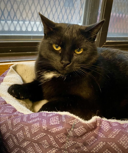 picture of the cat needing adoption