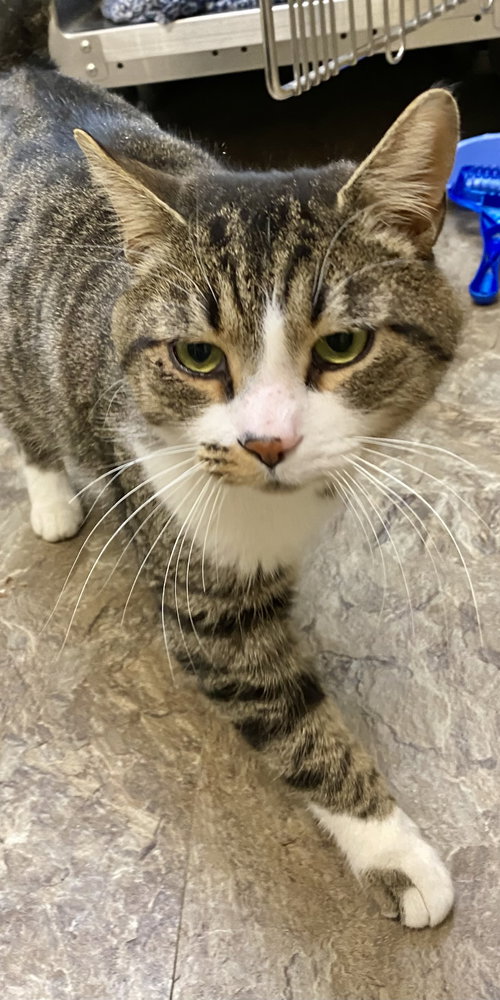 picture of the cat needing adoption