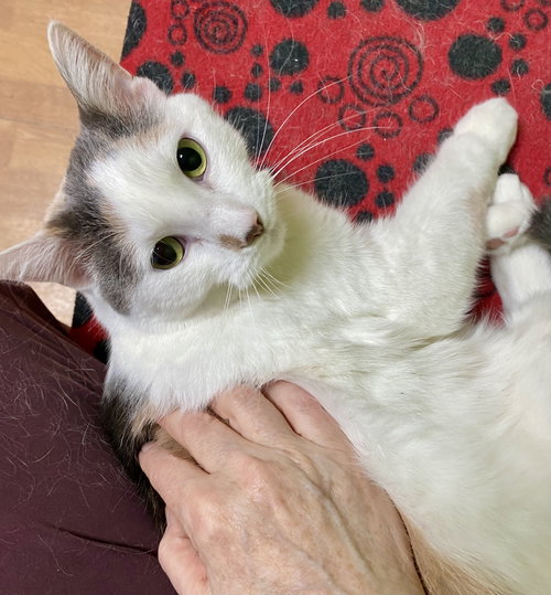 picture of the cat needing adoption