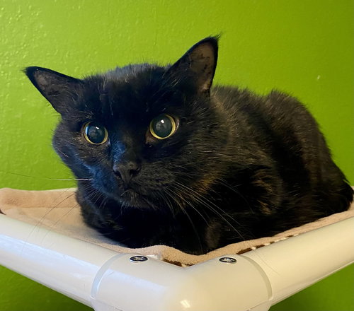 Baby Goldie, Senior Domestic Short Hair / Tortoiseshell / Mixed (short coat), cat for adoption in Moorhead, Minnesota