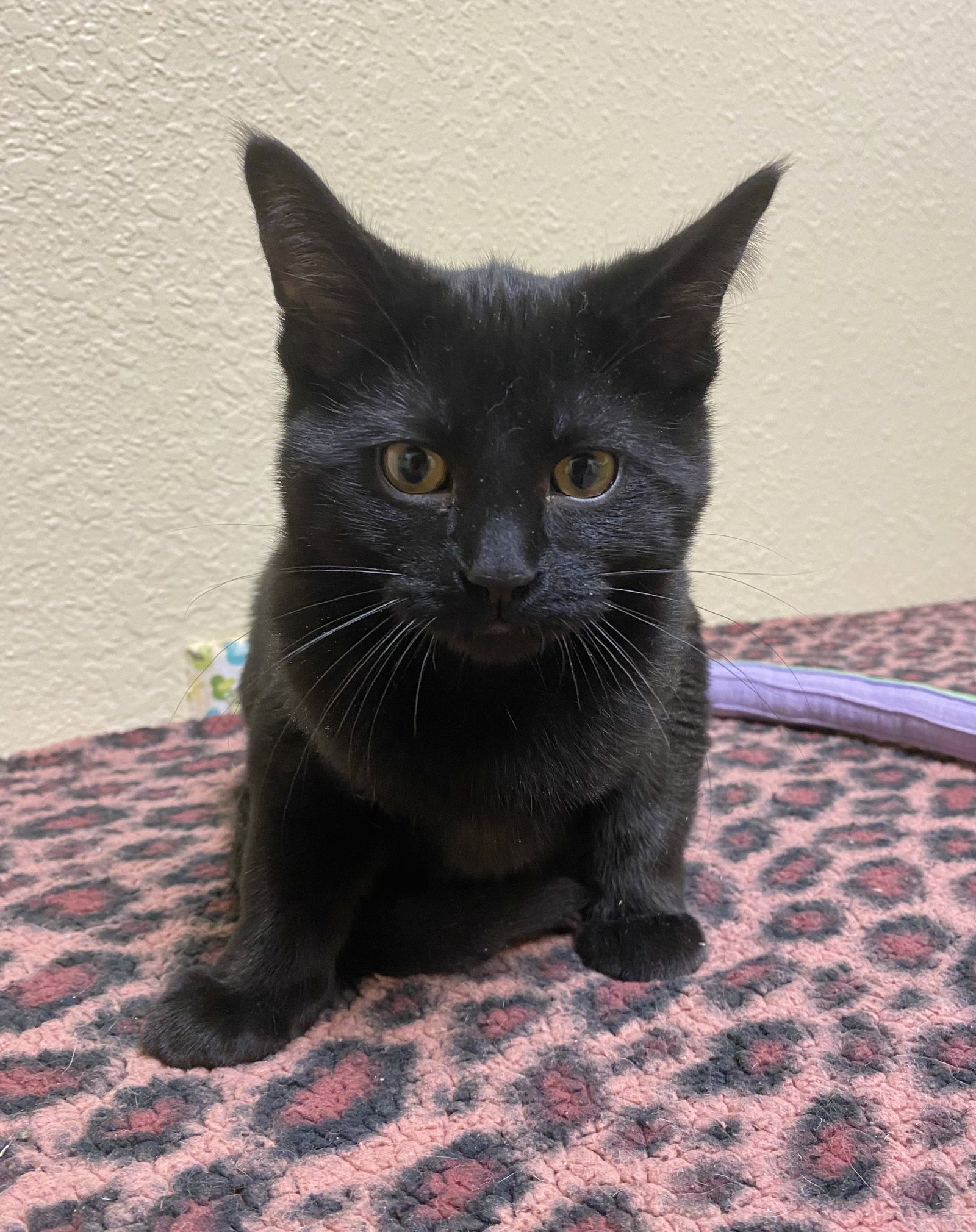 Ernie