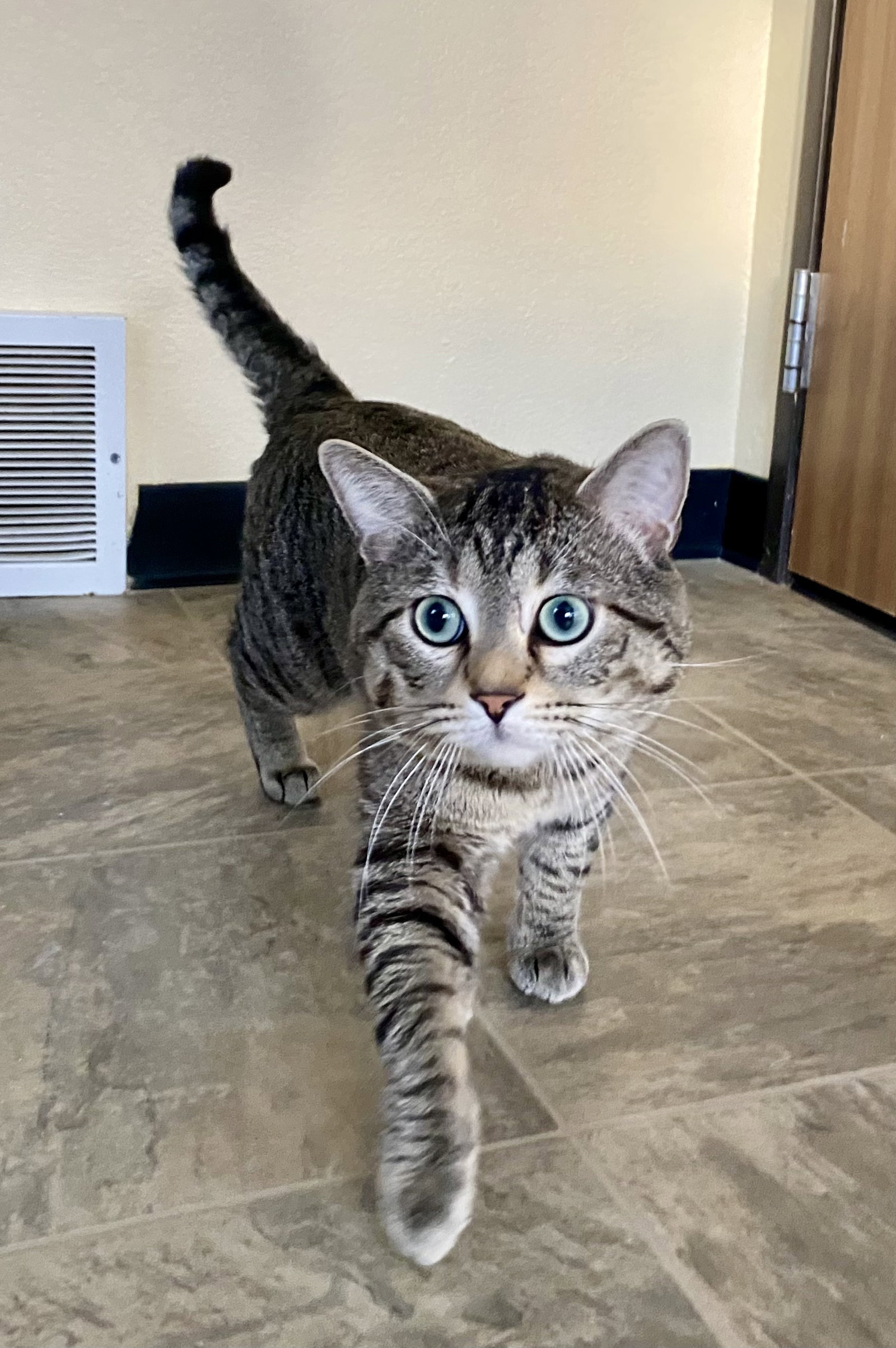 Clawdius