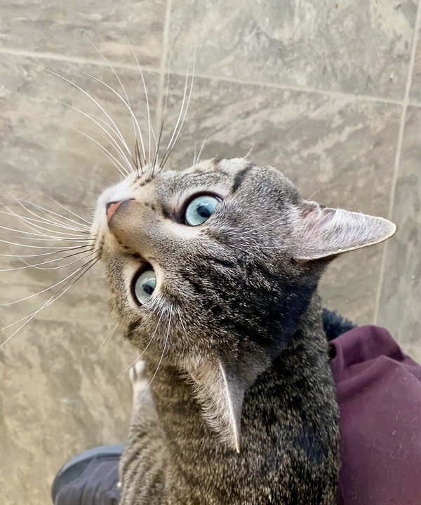 Clawdius