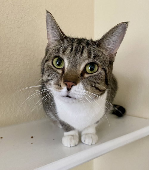 Piperoni, an adoptable Domestic Short Hair in Fargo, ND