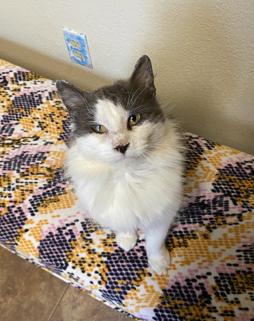 Little Morris, Adult Domestic Medium Hair / Mixed (medium coat), cat for adoption in Moorhead, Minnesota
