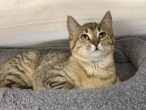 Sleet, Young Domestic Short Hair / Tabby / Mixed (short coat), cat for adoption in Moorhead, Minnesota