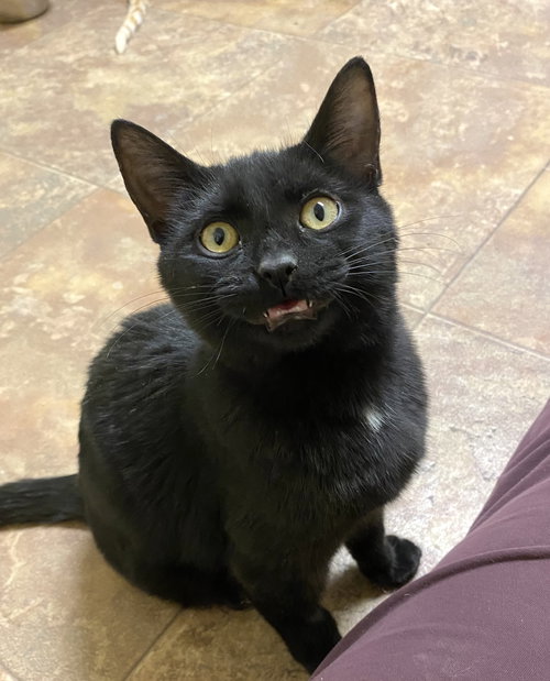 Truffle, an adoptable Domestic Short Hair in Fargo, ND
