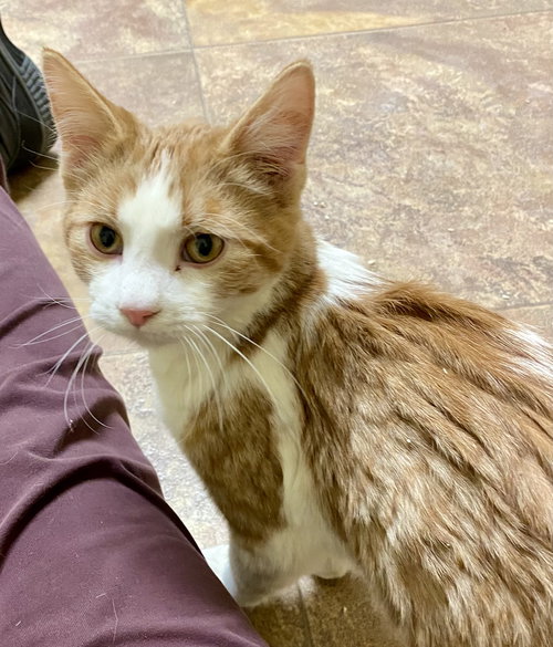 Enoki, an adoptable Domestic Short Hair in Fargo, ND