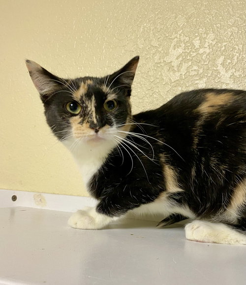 Morchella, an adoptable Domestic Short Hair in Fargo, ND