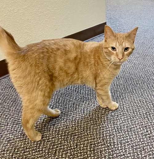Briley, an adoptable Domestic Short Hair in Fargo, ND