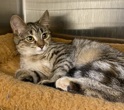 Daisy, an adoptable Domestic Short Hair in Fargo, ND