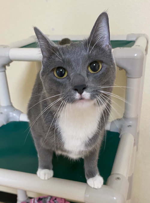 Harmonia, an adoptable Domestic Short Hair in Fargo, ND