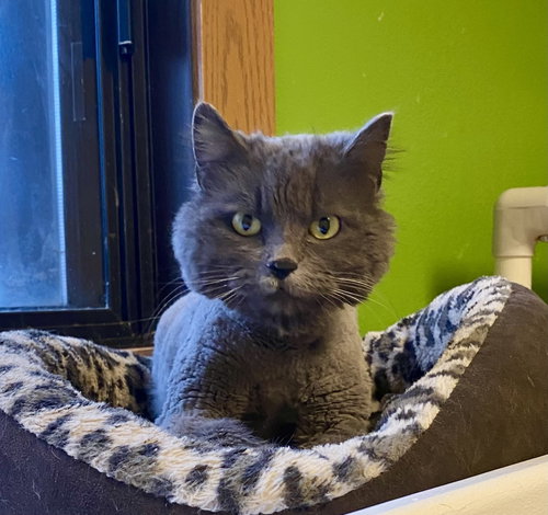 Hicks, an adoptable Domestic Long Hair in Fargo, ND
