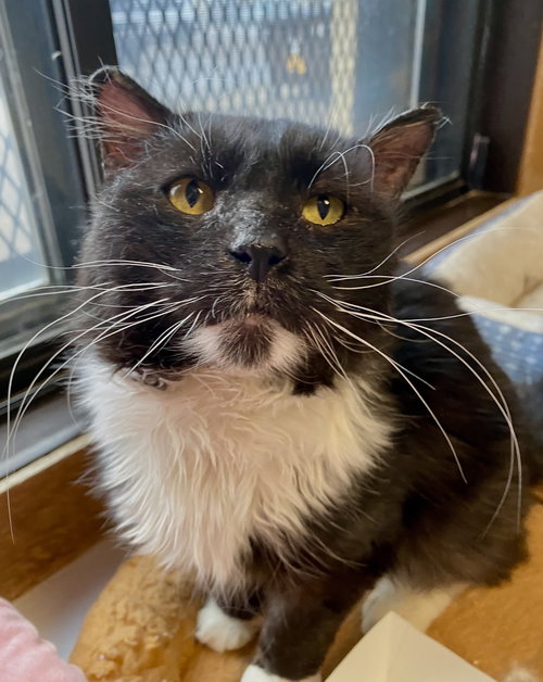 Little Duke, an adoptable Domestic Long Hair in Fargo, ND