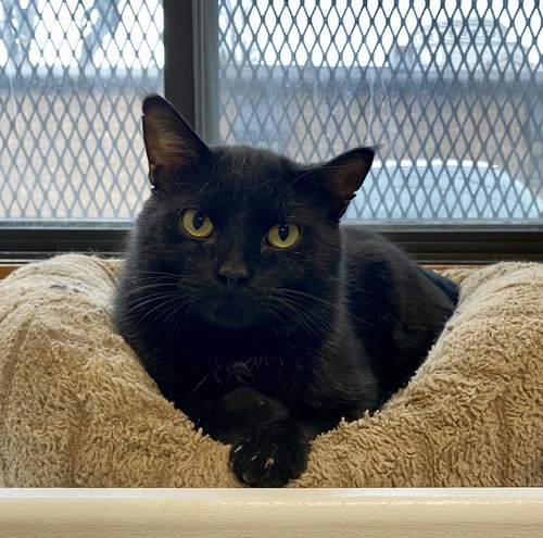 Austen, an adoptable Domestic Short Hair in Fargo, ND