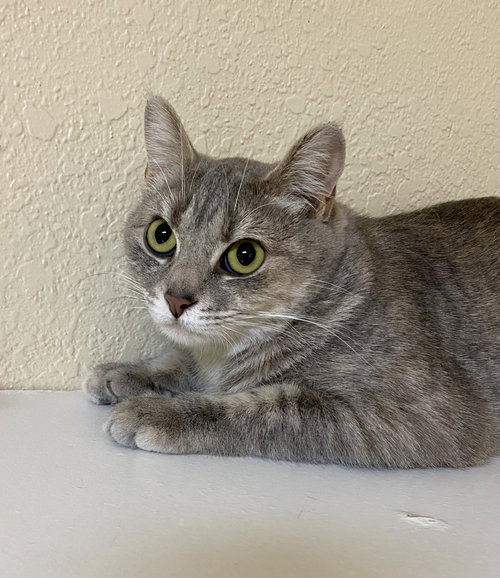 Mama, an adoptable Domestic Short Hair in Fargo, ND