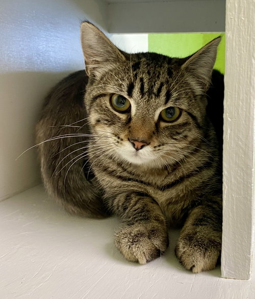 TJ, an adoptable Domestic Short Hair in Fargo, ND