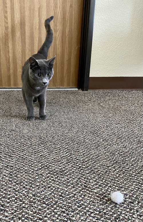 Peter Rabbit, an adoptable Domestic Short Hair in Fargo, ND