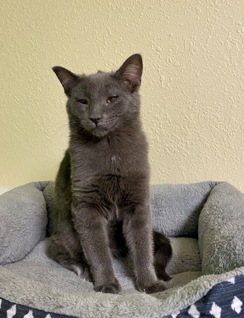 Cracker Jack, an adoptable Domestic Short Hair in Fargo, ND