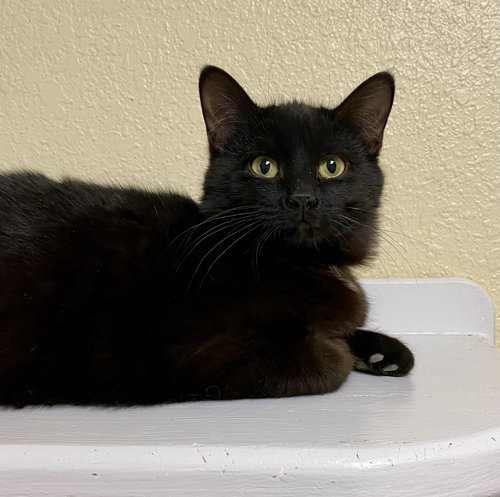 Kori King, an adoptable Domestic Short Hair in Fargo, ND