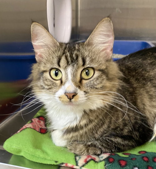 Furancis, an adoptable Domestic Medium Hair in Fargo, ND