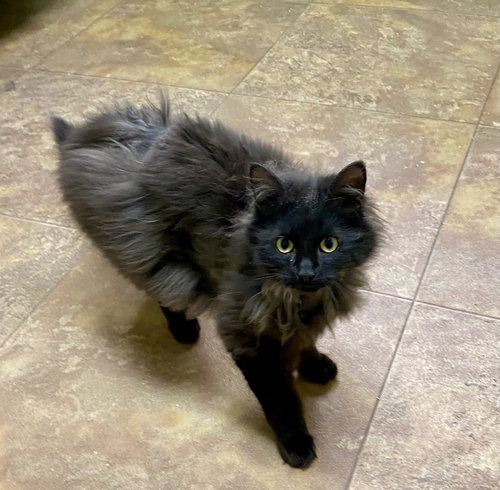 Latrice Royale, Young Domestic Long Hair / Mixed (short coat), cat for adoption in Moorhead, Minnesota