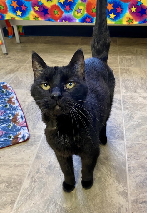 Luke Skywhisker, Adult Domestic Short Hair / Mixed (short coat), cat for adoption in Moorhead, Minnesota