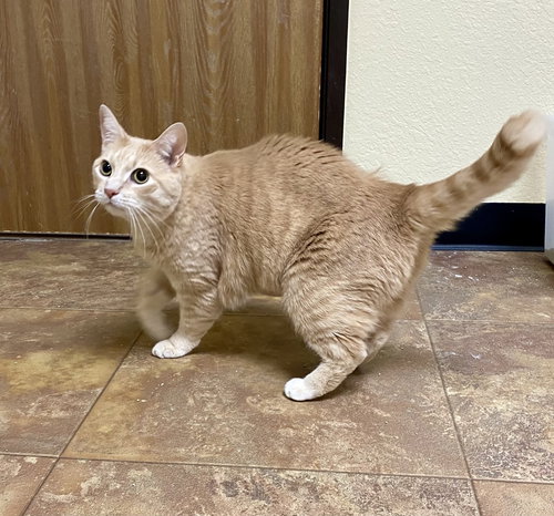 Pebbles, Adult Domestic Short Hair / Tabby / Mixed (short coat), cat for adoption in Moorhead, Minnesota