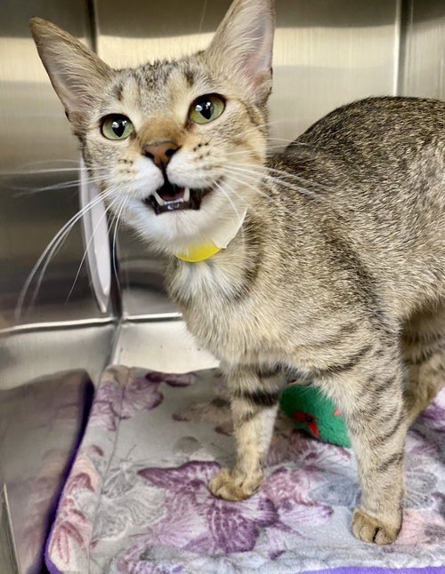 Dollop, Young Domestic Short Hair / Tabby / Mixed (short coat), cat for adoption in Moorhead, Minnesota