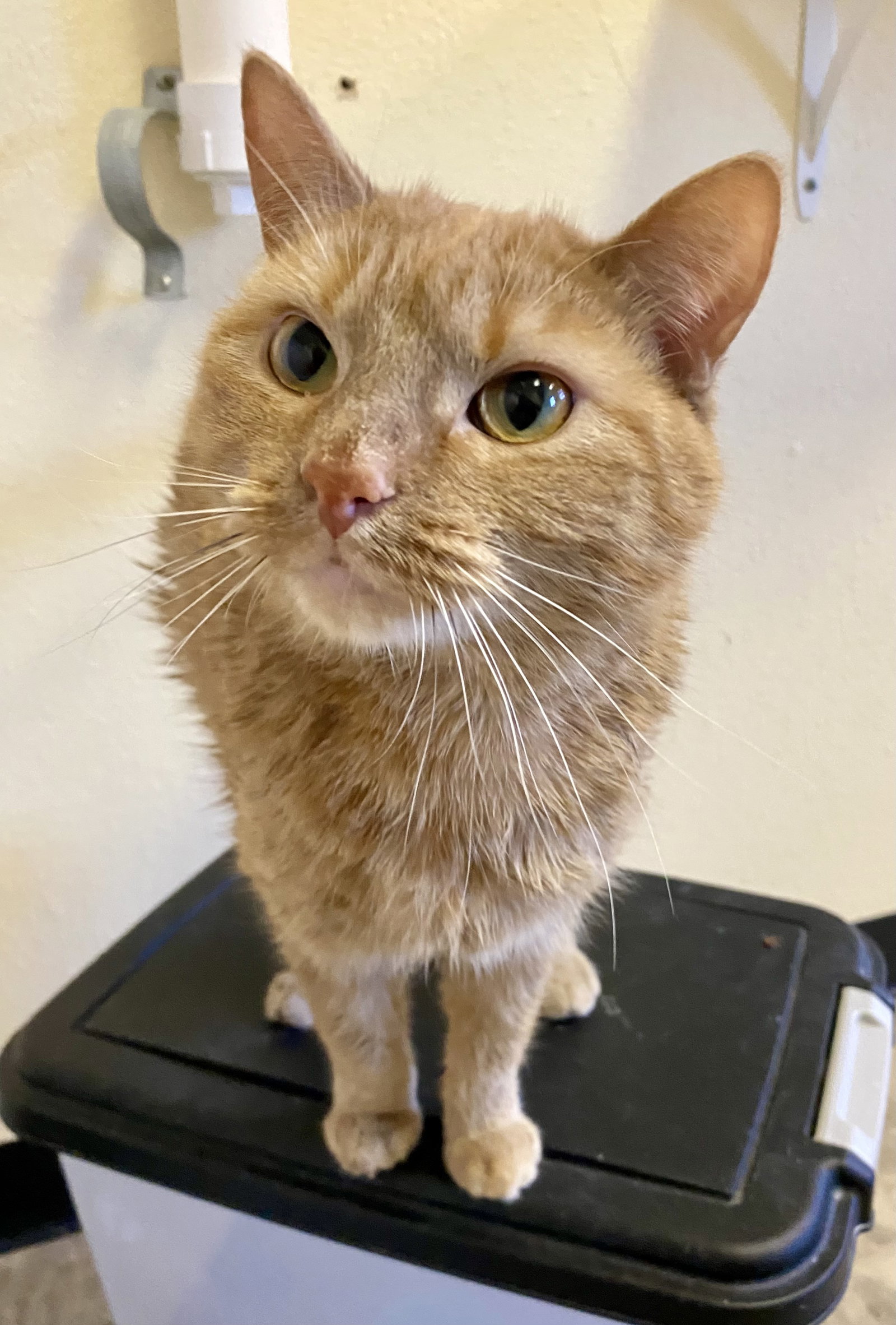 Marmalade