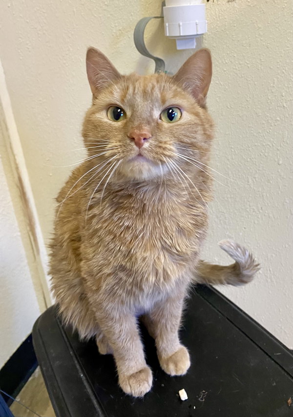 Marmalade