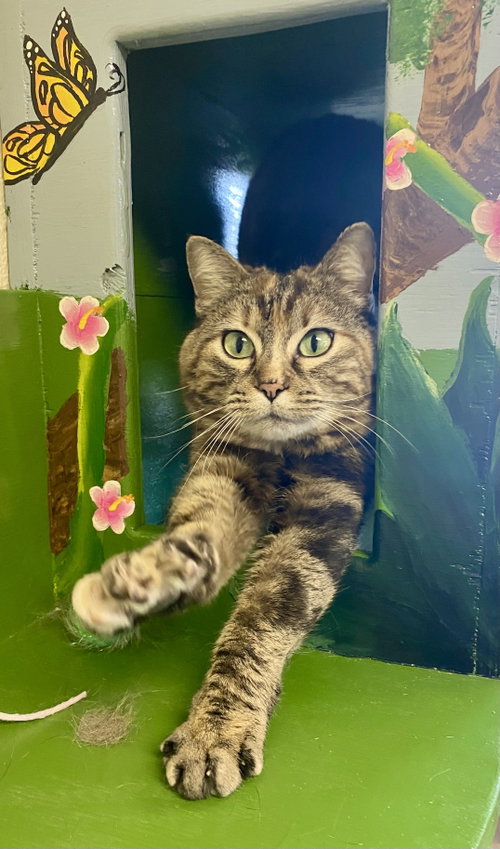 Tomasina, an adoptable Domestic Short Hair in Fargo, ND