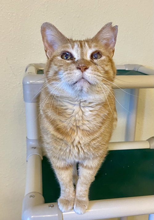 Bittie, an adoptable Domestic Short Hair in Fargo, ND