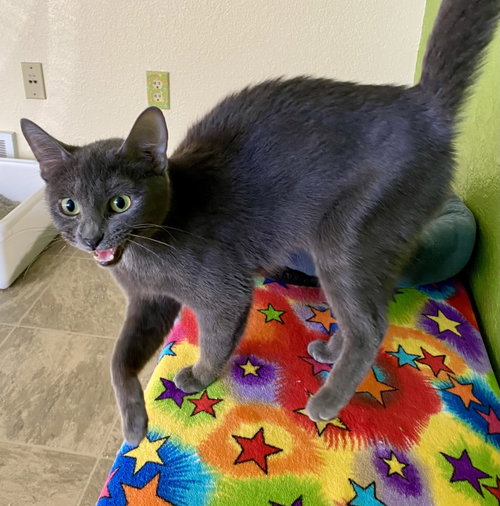 Ember, an adoptable Domestic Short Hair in Fargo, ND