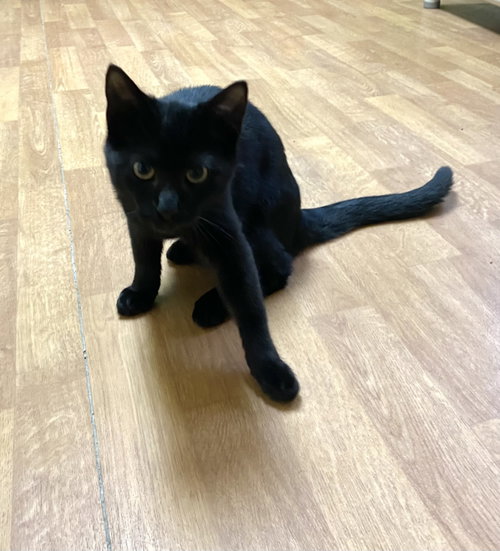 Fribble, an adoptable Domestic Short Hair in Fargo, ND