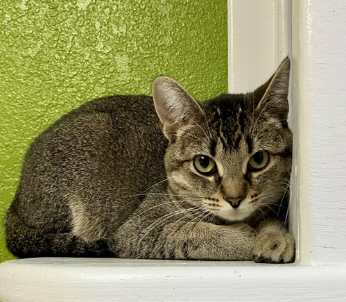 Lululemon, an adoptable Domestic Short Hair in Fargo, ND