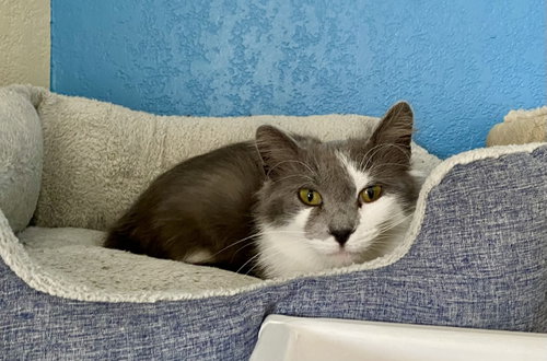 Annie, an adoptable Domestic Medium Hair in Fargo, ND