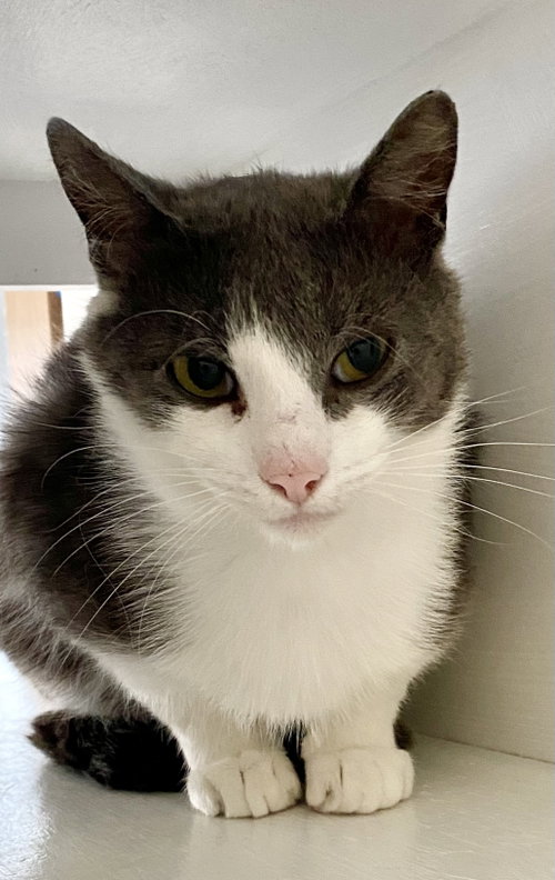 Saint, an adoptable Domestic Short Hair in Fargo, ND